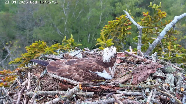 A bird sits on a nest made of twigs and branches, surrounded by lush greenery. The bird has brown feathers with lighter streaks and a distinctive white head. The nest is located on a ledge or elevated area, with trees in the background, showcasing a scenic natural environment. The time and date are displayed in the corner of the image.