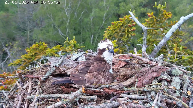 A bird, likely an osprey, sits in a nest made of twigs and branches. The bird has brown feathers with a white head and yellow eyes. Behind the nest, there are green trees and foliage, creating a natural background. The image is timestamped at 16:56:56 on April 23, 2025.