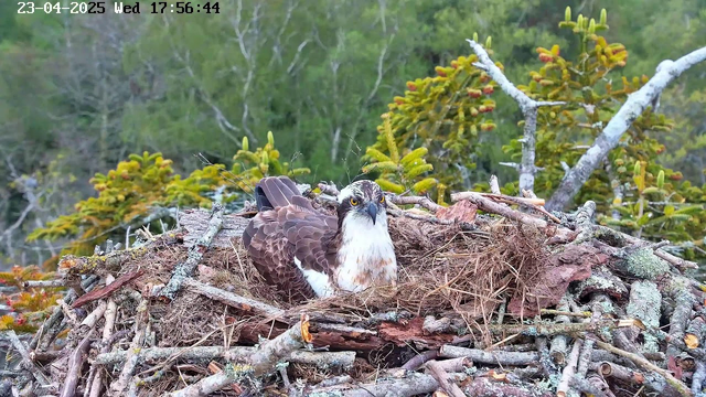 A bird, likely an osprey, sits in its nest made of twigs and dried grass. The bird has a brown and white plumage, with striking yellow eyes. The nest is positioned on a branch surrounded by greenery, including trees with bright green foliage and some coniferous elements. In the background, blurred trees create a natural setting. The image displays the time and date in the upper left corner, indicating it was taken on April 23, 2025, at 5:56 PM.