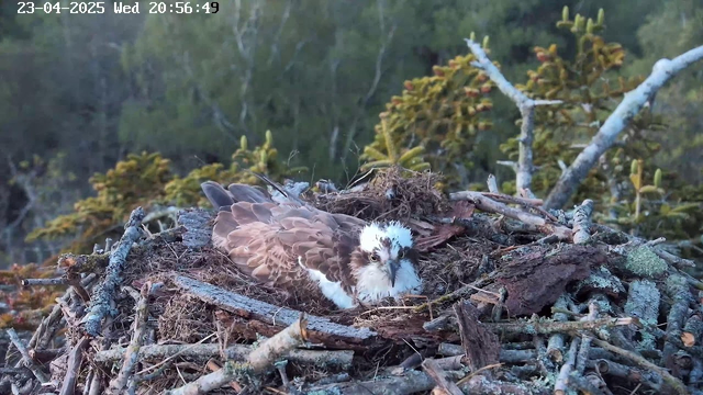 A bird, possibly an osprey, is resting in a nest constructed from twigs and branches. The bird has a mix of brown and white feathers, with a distinctive face pattern. The nest is situated among a backdrop of green trees and foliage, indicating a natural environment. The scene appears to be in the late evening, as suggested by the lighting.