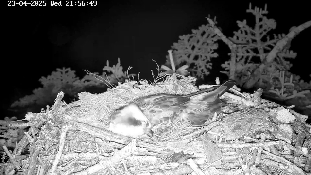 A bird is resting on a nest made of twigs and grass, positioned on a branch. The surroundings are dark, with silhouettes of trees visible in the background. The bird has a light-colored head and dark feathers on its body. The time displayed indicates it is nighttime.