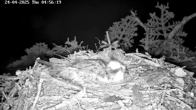 A bird of prey, possibly an osprey, is resting on its nest made of sticks and twigs. The nest is situated among tree branches with needle-like leaves, and it is nighttime. The photo is in black and white. The timestamp shows the date as April 24, 2025, and the time as 04:56:19.