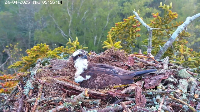 A bird of prey, likely an osprey, is sitting in a nest made of twigs, moss, and other natural materials. The nest is built atop a tree with green foliage and coniferous branches in the background. The bird has distinctive dark eye markings, a white head with a dark stripe through the eyes, and brown and white plumage. The scene is captured in the early morning with soft natural light. The timestamp in the top left corner indicates it was taken on April 24, 2025, at 5:56 AM.