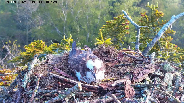 A bird is sitting in its nest made of twigs and moss on a tree branch. The nest is surrounded by green foliage, with a background of trees and sky. The bird has a white face with brown markings and dark wings. The scene appears to be in a natural, outdoor setting during daylight. The timestamp on the image indicates it was taken on April 24, 2025, at 8:00 AM.