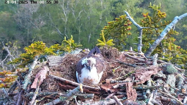 A bird of prey, likely an osprey, is sitting in a large nest made of sticks and branches, situated high in a tree. The bird has white and brown feathers, with a distinctive dark eye stripe. The background shows green foliage and trees, indicating a forested area. The timestamp in the upper left corner reads "24-04-2025 Thu 08:55:30".