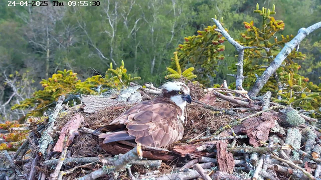 A young bird of prey, likely an osprey, is sitting in a large nest made of sticks and twigs. The nest is situated among green trees with small coniferous branches. The bird has brown and white feathers, with distinctive white markings on its head and yellow eyes. It appears to be resting or observing its surroundings. The timestamp in the upper left corner indicates the date as April 24, 2025, and the time as 9:55 AM.