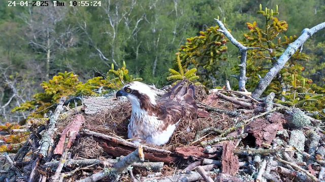 An osprey is sitting in its nest made of sticks and branches, surrounded by green foliage on a tree. The bird has a white head with a dark eye stripe, yellow eyes, and brown and white feathers on its body. The background consists of blurred green trees and branches, and the timestamp indicates the date and time as April 24th, 2025, at 10:55 AM.