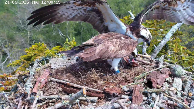 Two ospreys are on their nest, one with wings spread open and the other leaning forward, both focused on the nest contents. The nest is made of sticks and appears high in a tree with green foliage in the background. The image is timestamped "24-04-2025 Thu 12:00:19" at the top.