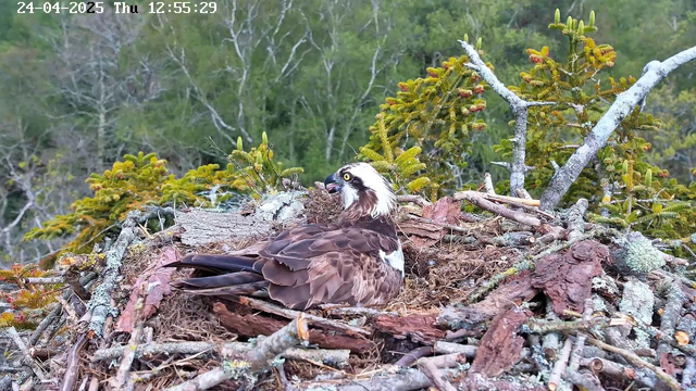 An osprey is sitting on its nest, which is made of sticks and branches, surrounded by green foliage and trees in the background. The osprey has brown and white feathers with a distinctive white head and yellow eyes. The scene is captured during daylight, and the timestamp shows the date as April 24, 2025, at 12:55 PM.