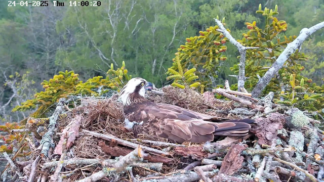 An osprey is resting in its large nest made of twigs and branches, perched high in a tree. The bird has brown and white plumage, with distinctive yellow eyes and a sharp beak. Surrounding the nest are clusters of green foliage and trees in the background. The image is timestamped "24-04-2025 Thu 14:00:20" at the top.