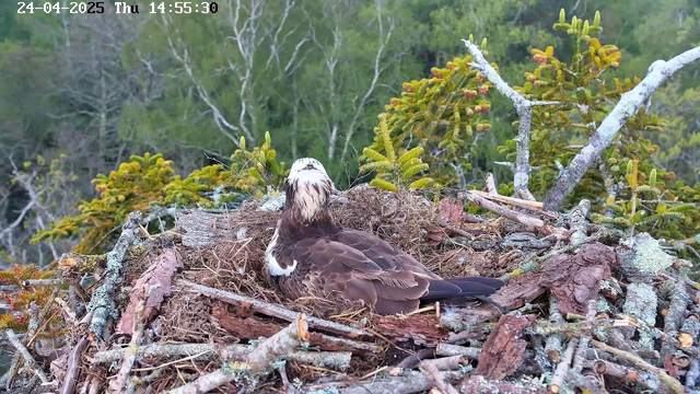 A young osprey is sitting in its nest, which is made of sticks, twigs, and moss. The nest is on a tree branch surrounded by green foliage and small pine trees. The background features a forested area with additional trees. The image has a timestamp and date at the top, indicating it was taken on April 24, 2025, at 14:55.