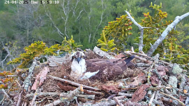 A young osprey is resting in a large nest made of sticks and twigs, situated high in a tree with green foliage in the background. The bird has white and brown feathers with a distinctive black stripe through its eye, and appears to be looking directly at the camera. The nest is surrounded by branches and the image appears to be captured from a webcam. The timestamp at the top indicates the date as April 24, 2025, and the time as 15:58:10.