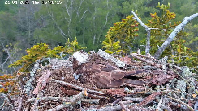 An osprey is resting on its nest made of sticks and moss, high in a tree with green foliage in the background. The bird has brown and white feathers, with a distinctive white head and dark eye stripe. The scene appears to be in the late afternoon, as indicated by the timestamp.