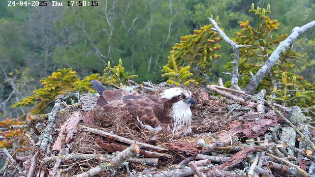A young osprey is sitting in its nest made of sticks and twigs, surrounded by green foliage and branches. The bird has brown and white feathers, with a distinctive white head and dark eye stripe, and is gazing to the right. The date and time are displayed at the top of the image as "24-04-2025 Thu 17:58:15."