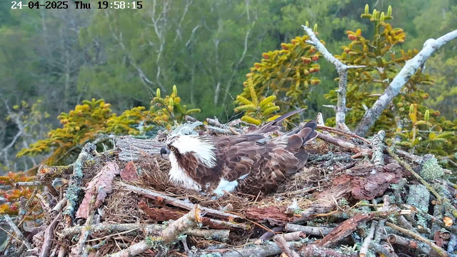 An ospreys' nest made of sticks and twigs sits atop a tree branch. Inside the nest, an adult osprey with brown and white feathers is lying down, with its head turned to the side, showing distinctive white facial markings and a dark eye. The background features green, leafy trees with some budding branches. The timestamp is in the upper left corner, indicating the date is April 24, 2025, and the time is 19:58:15.