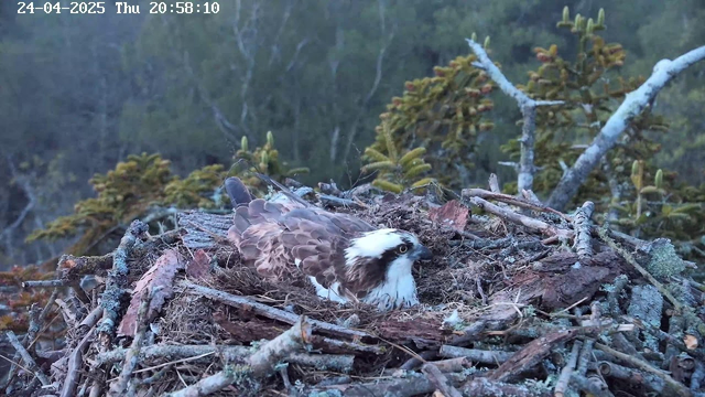 A young osprey is resting in its nest made of sticks and twigs, high in a tree branch with foliage and a forested background. The image is timestamped "24-04-2025 Thu 20:58:10" at the top.