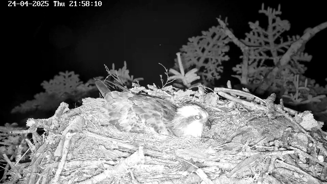 A hawk is resting in its nest, which is made of twigs and branches. The nest is situated among foliage with dark background. The image is in black and white, and the timestamp in the top left corner indicates it was taken on April 24, 2025, at 9:58 PM.