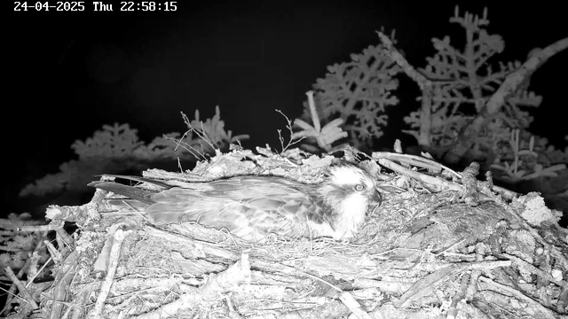 A bird of prey, possibly an osprey, is resting in a large nest made of sticks and twigs. The nest is built among branches with some leaves visible in the background. The scene appears to be captured at night or in low light, as the image is in black and white and illuminated by night-vision or infrared light. The timestamp in the top left corner indicates the date and time as 24-04-2025, Thursday, 22:58:15.
