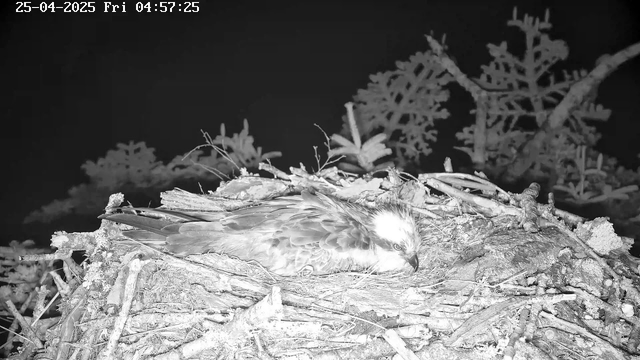 A bird of prey is lying in its nest made of twigs and branches, with its head turned to the side. The nest is positioned among branches of trees, and the scene is captured at night in black and white, with a timestamp indicating the date and time as April 25, 2025, at 4:57 AM.