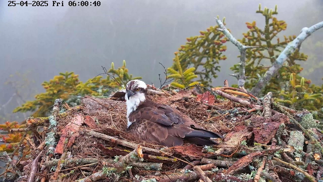 An osprey is sitting in a nest made of sticks and moss, located high in a tree with green foliage. The background appears foggy or misty, and the scene is viewed from a webcam. The image shows the bird resting on the nest with a calm atmosphere. The timestamp on the top left corner indicates the date and time as April 25, 2025, at 6:00:40 AM.