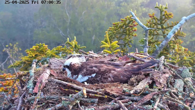 A large bird of prey, possibly an osprey, is lying in a nest made of sticks and twigs on a tree branch. The bird has brown and white plumage with a distinctive white head and dark eye markings, and appears to be resting or tending to its nesting site. The background features green, coniferous tree branches and a soft, blurred forest scene. The timestamp on the image indicates the date and time as April 25, 2025, at 7:00 AM.