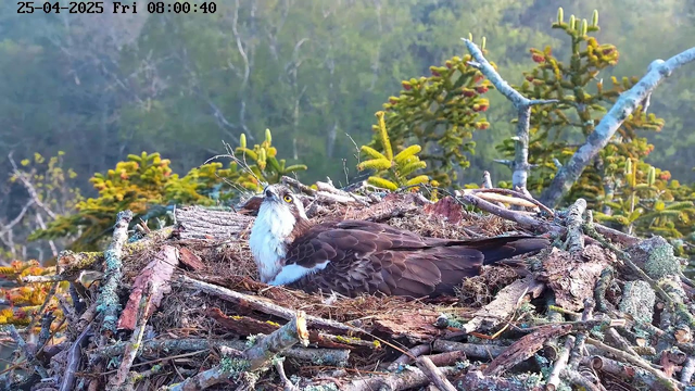 A young osprey is lying in its nest made of twigs and branches, surrounded by green foliage and trees. The bird has brown feathers with a white chest and a white patch on its head. The nest is situated high among the trees, and the background shows a dense forest with a soft, natural light. The timestamp on the image indicates it was taken on April 25, 2025, at 8:00 AM.