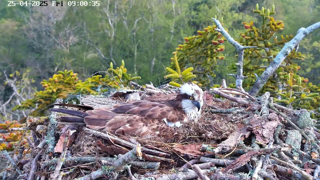 A young osprey rests in its nest made of twigs and branches, surrounded by green foliage and trees in the background. The bird has brown and white feathers, with a distinctive white head and dark eye markings. The nest is situated high among the trees. The date and time are displayed in the top left corner as "25-04-2025 Fri 09:00:35".