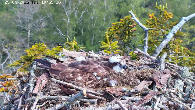 A young osprey chick with brown and white feathers is lying in a large nest made of sticks and twigs. The bird has a distinctive white head with dark eye markings and is surrounded by green foliage and tree branches in the background. The nest appears to be high in a tree, with a lush, wooded area behind it. The image shows the chick resting or possibly sleeping. The timestamp in the top left indicates it was taken on April 25th, 2025, at 10:55 AM.