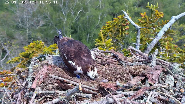 A young osprey is perched in its nest made of sticks and twigs, surrounded by green foliage and trees. The osprey appears to be inspecting or feeding a prey in its beak. The scene is set in a natural, outdoor environment with a background of leafy trees. The date and time are displayed in the top left corner of the image.