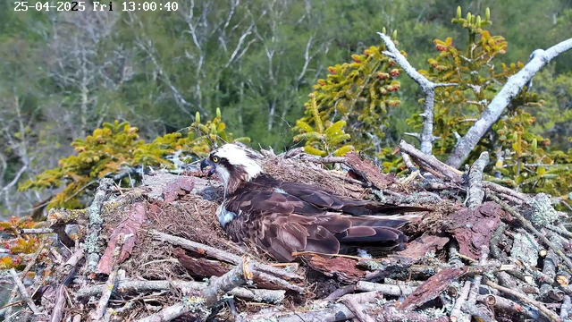 An osprey lies in its nest made of sticks and twigs, with a background of green trees and foliage. The bird has white and brown feathers, and is looking to the left with its beak slightly open. The nest is situated high up in the trees. The image is timestamped "25-04-2025 Fri 13:00:40".