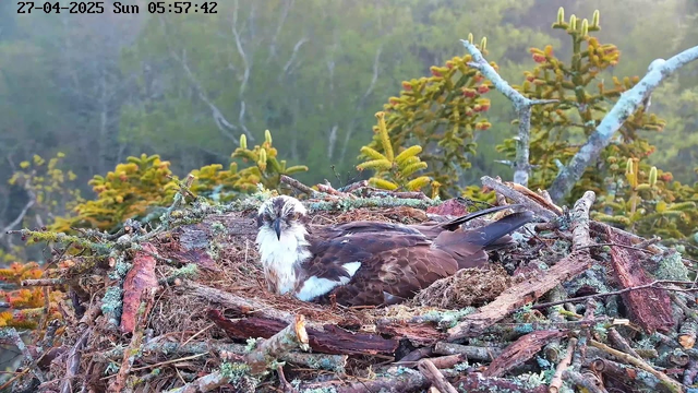 A bird with white and brown feathers is sitting in a large nest made of twigs, moss, and lichen, built among tree branches and surrounded by green foliage. The scene appears to be early morning with soft light. The date and time stamp in the top left corner reads "27-04-2025 Sun 05:57:42."
