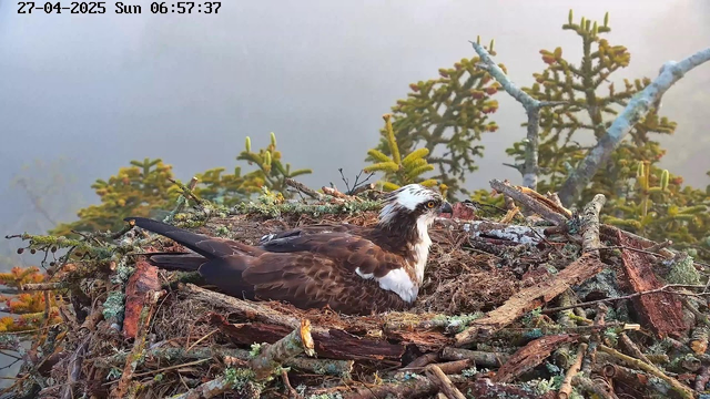 An osprey is sitting in a nest made of sticks and moss, situated among branches of a tree. The bird has dark brown and white plumage, with a distinctive white head and dark eyeline. The background shows a foggy or cloudy sky with some green foliage. The timestamp in the top left corner indicates the date as April 27, 2025, and the time as 6:57 AM.