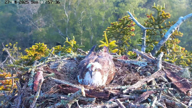 A hawk is sitting in its nest made of sticks and moss, surrounded by green foliage and tree branches. The hawk's feathers are brown and white, and it appears to be resting with one eye partially open. The background shows a lush forest with sunlight filtering through the trees. The image has a timestamp at the top left corner indicating it's early morning.