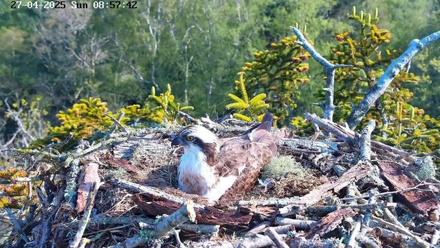 A juvenile osprey is sitting in a large nest made of sticks and twigs, surrounded by green coniferous trees. The bird has brown and white feathers, with a white head and dark markings around its yellow eyes. The nest is elevated among the branches of the trees, and the scene is illuminated by natural sunlight. The timestamp in the top left corner indicates the date as April 27, 2025, and the time as 08:57:42 on a Sunday.