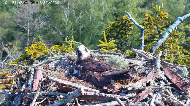A bird of prey, likely an osprey, is sitting in its nest made of sticks and twigs, surrounded by green foliage and trees in the background. The nest is situated high in a tree canopy on a sunny day. The timestamp on the image indicates it was taken on April 27, 2025, at 9:57 AM.