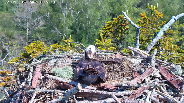 A bird, likely an osprey, sits on its nest made of sticks and moss, perched high among evergreen trees in a dense forest. The background is filled with green foliage, and the sky is bright, indicating a sunny day. The image has a timestamp in the top left corner showing the date "27-04-2025" and the time "10:57:37".