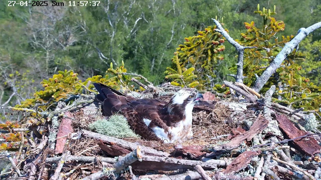 A young osprey is sitting in its nest, built with sticks and branches, surrounded by green foliage and trees in the background. The bird has a white head with a dark eye stripe, brown wings, and white underparts. Its beak is slightly open. The nest appears to be on a platform or raised structure. The image is timestamped "27-04-2025 Sun 11:57:37" at the top.