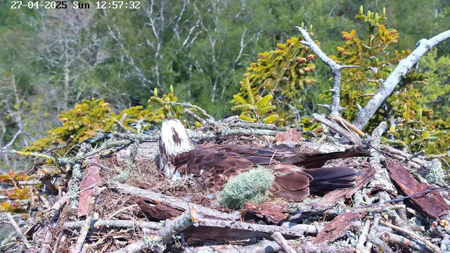 A bird, likely an osprey, is resting in its nest made of sticks, moss, and lichen on top of a tree branch. The bird's head is turned away, showing white and brown feathers. Surrounding greenery includes coniferous branches and leaves, with a blurred background of more trees. The timestamp at the top indicates the date as April 27, 2025, and the time as 12:57:32 on a Sunday.