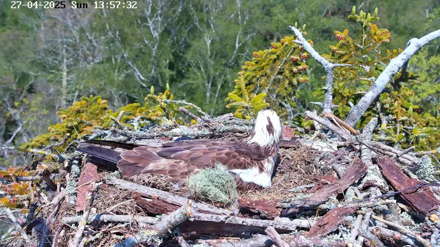 A young bird, likely an osprey, is resting in its nest made of sticks and moss. The nest is situated high in a tree with green foliage in the background. The image is timestamped "27-04-2025 Sun 13:57:32" in the top left corner.