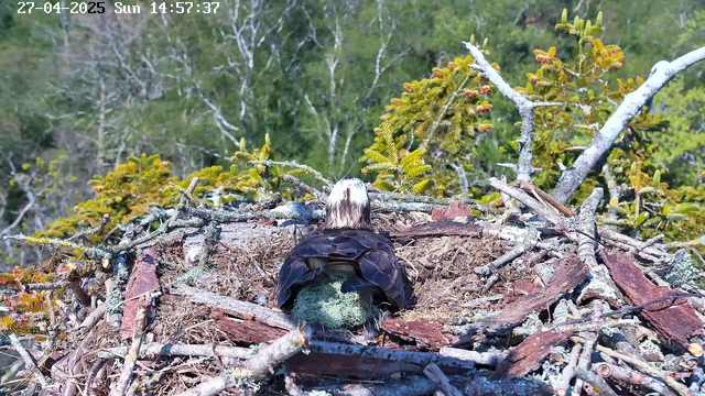A young osprey sits in its nest on a tree branch, facing away from the camera. The nest is made of various sticks and twigs, with some green moss or algae visible inside. In the background, there are green trees and foliage under a clear sky. The timestamp on the top left corner reads "27-04-2025 Sun 14:57:37".