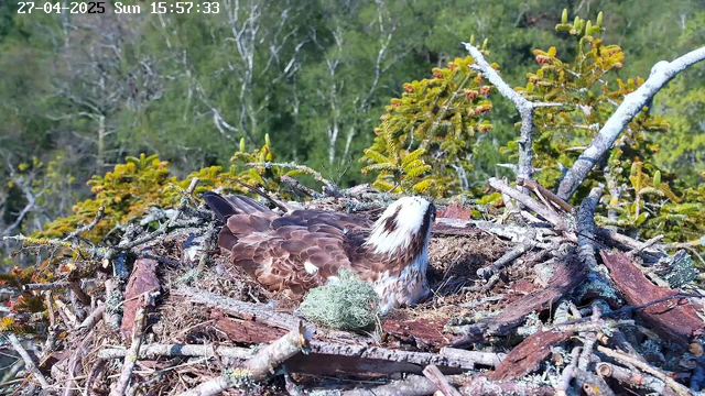 A young bird, likely an osprey, is sitting in a nest made of sticks and moss on a tree branch. The nest is surrounded by green foliage, and the background shows a forest with trees and leaves. The time and date are displayed in the upper left corner: 27-04-2025, Sunday, 15:57:33.