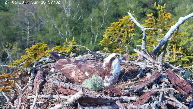 An osprey is sitting in its nest made of sticks and moss, surrounded by green trees and branches. The nest is perched high in a tree, with a background of leafy foliage and part of the tree trunk visible. The image is from a webcam capture dated April 27, 2025, at 4:57 pm.
