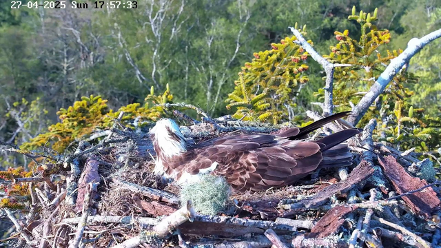 A mature bald eagle with white head and brown body lies in its nest made of sticks and branches. The nest is situated among green coniferous trees, with some lichen and moss visible. The eagle appears to be resting or incubating, with its head turned slightly upwards. The background shows a dense forest with a bright, sunny sky and the timestamp in the upper left corner reads "27-04-2025 Sun 17:57:33."