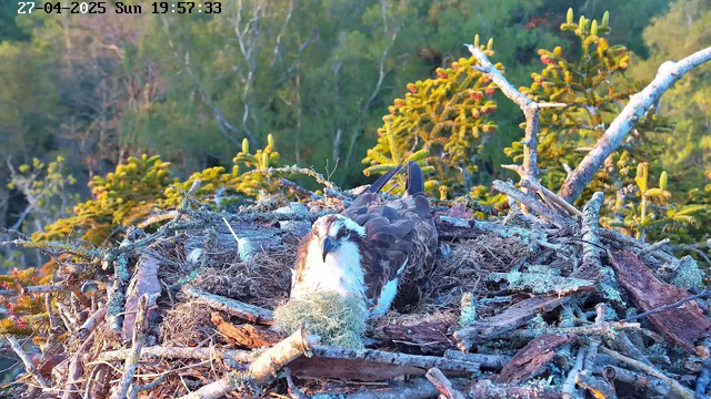 A juvenile bird of prey, possibly an osprey, is sitting in a large nest made of sticks and twigs. The nest is situated among green foliage with small yellow-green plants growing on nearby branches. The background features a dense, leafy forest. The date and time displayed on the image are 27th April 2025, Sunday at 19:57:33.