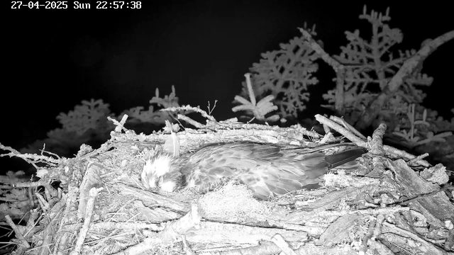 A bird, likely a raptor, is resting in its nest made of twigs and branches. The bird appears to be sleeping with its eyes closed, nestled comfortably within the nest. Snow or frost covers the branches and the bird, indicating a cold, winter setting. In the background, there are some snow-covered trees against a dark sky, and the image is in black and white. The timestamp in the top left corner shows the date as April 27, 2025, and the time as 22:57:38 on a Sunday.
