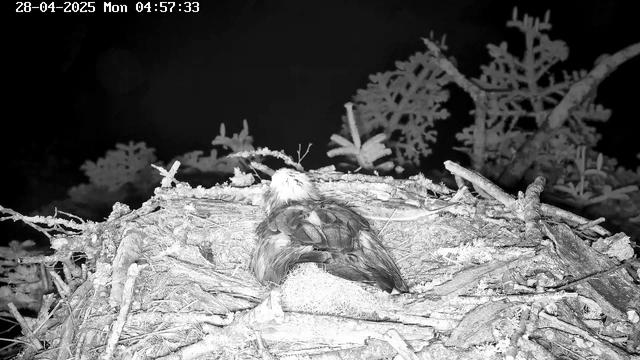 A black-and-white photo taken from a webcam shows a bird sitting in its nest made of sticks and twigs. The nest is built on a branch, with some leaves and small branches visible in the background. The timestamp in the top left corner indicates the date as April 28, 2025, and the time as 04:57:33.