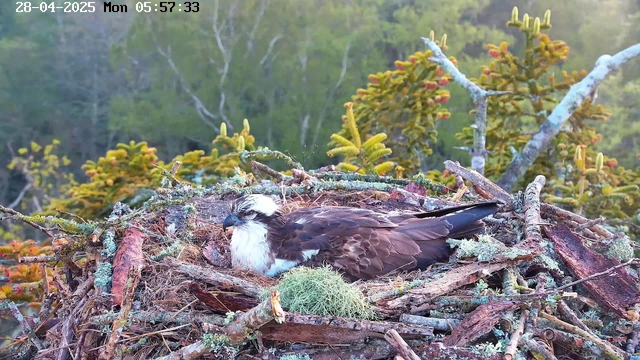 An osprey is resting on its nest made of twigs and moss, situated among green foliage and branches of trees. The image is captured in the early morning hours, as indicated by the timestamp 05:57:33 on April 28, 2025.