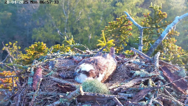 A young bird of prey, likely an osprey, is resting in a large nest made of sticks and branches. The nest is situated high among green trees, with sunlight illuminating the scene. The bird is nestled comfortably, with its head slightly bowed and eyes closed. A patch of green moss or lichen is visible in front of the bird. The timestamp on the image shows the date as April 28, 2025, and the time as 06:57:33, with a Sunday (Monday) indicator.