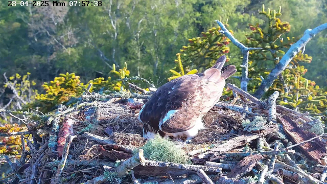 A bird of prey is perched in a large nest made of twigs and branches, set against a backdrop of green, leafy trees. The bird appears to be tending to its nest, possibly feeding or inspecting it. The scene is brightly lit, with the sunlight illuminating the nest and surrounding foliage. The image has a timestamp in the top left corner showing the date, time, and day of the week.