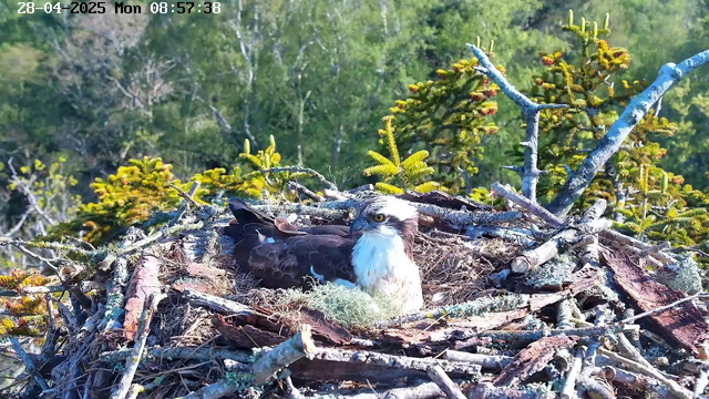 A young osprey is sitting in a large nest made of sticks and branches, surrounded by green foliage. The bird has a white head with a dark eye stripe, brown back, white underside, and sharp, hooked beak. The nest is situated high in a tree, with sunlight illuminating the scene. The timestamp on the image indicates the date as April 28, 2025, and the time as 8:57 AM.